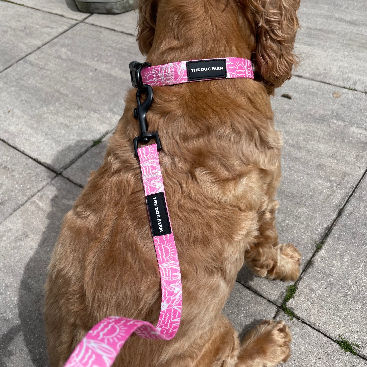 Pink Hawaii Belt