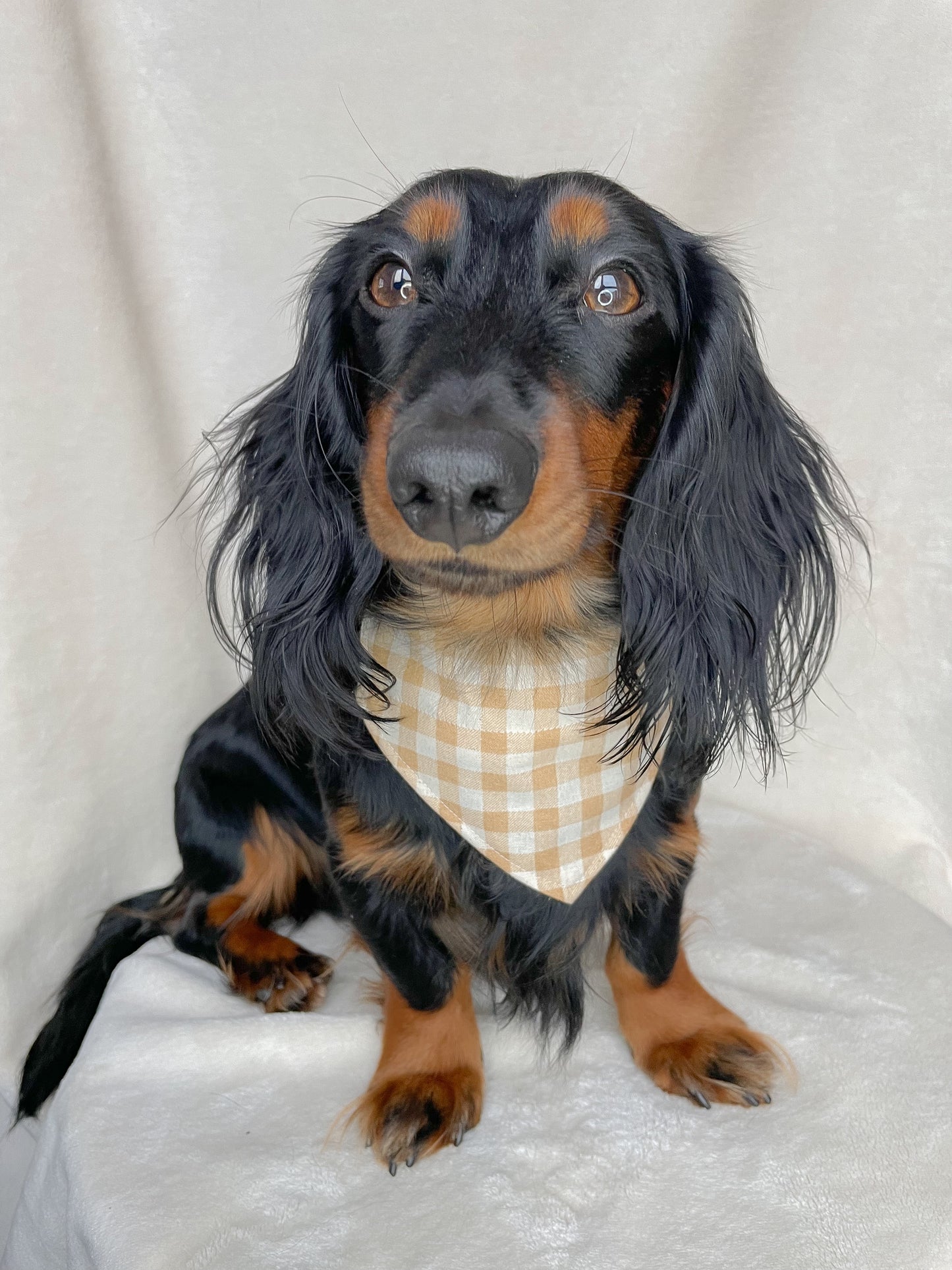 Farmers Dog Beige Bandana