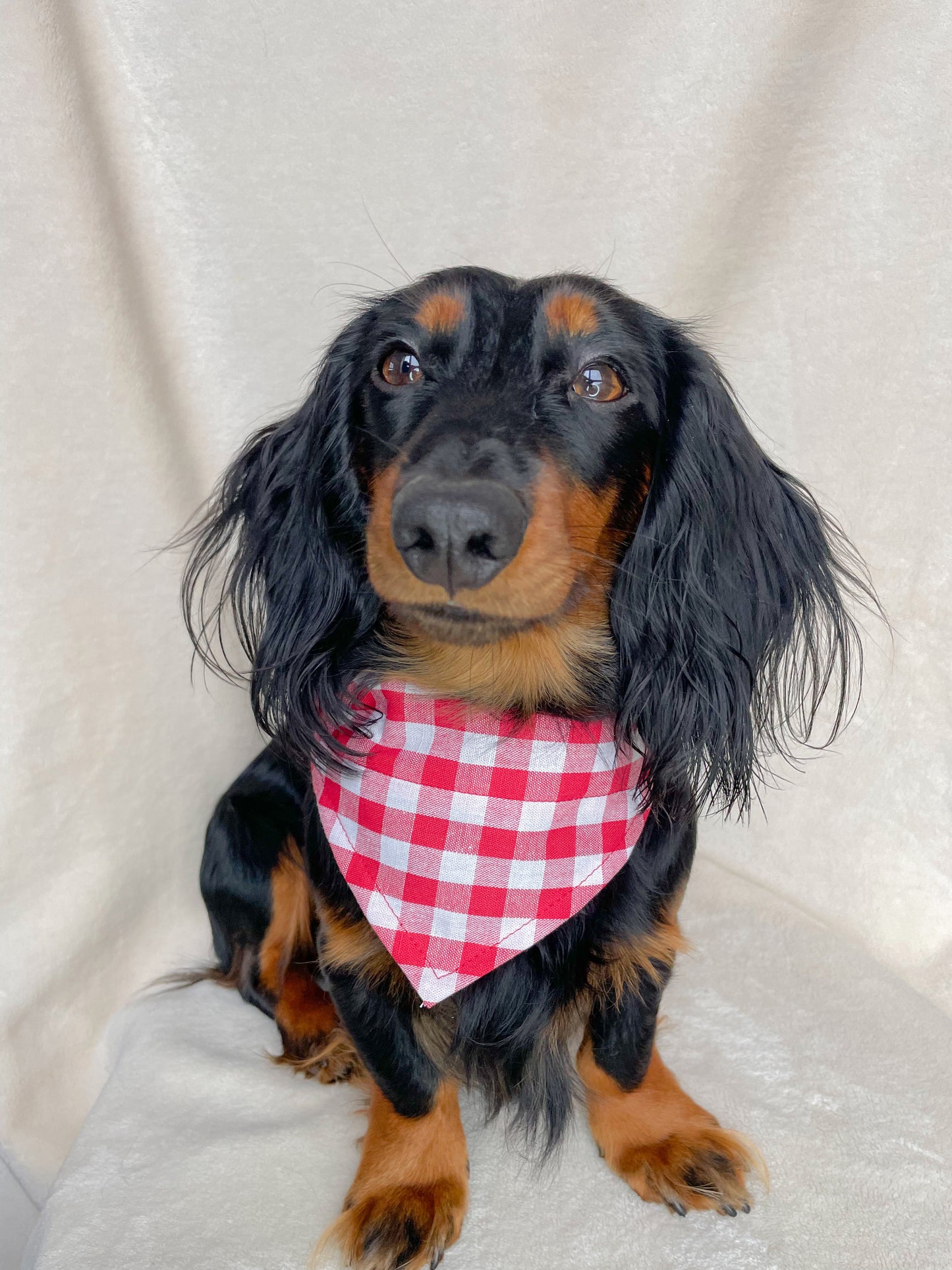 Farmers Dog Rood Bandana