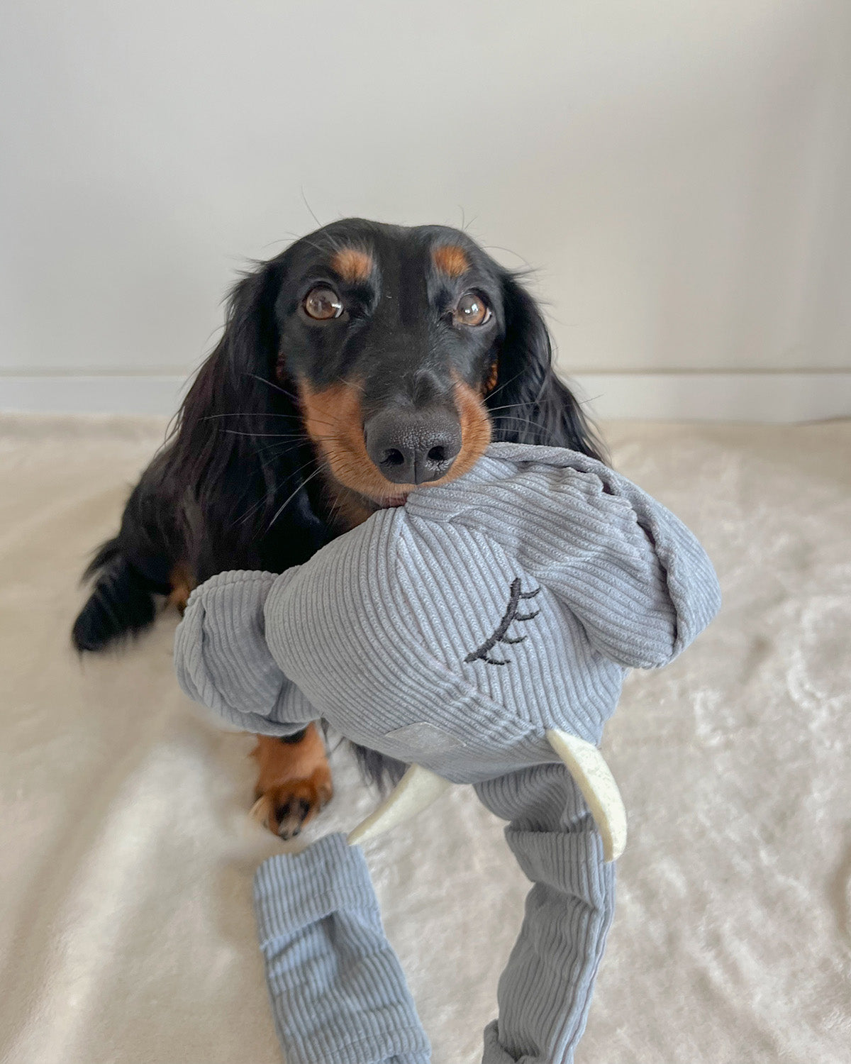 Snuffel Snack Olifant