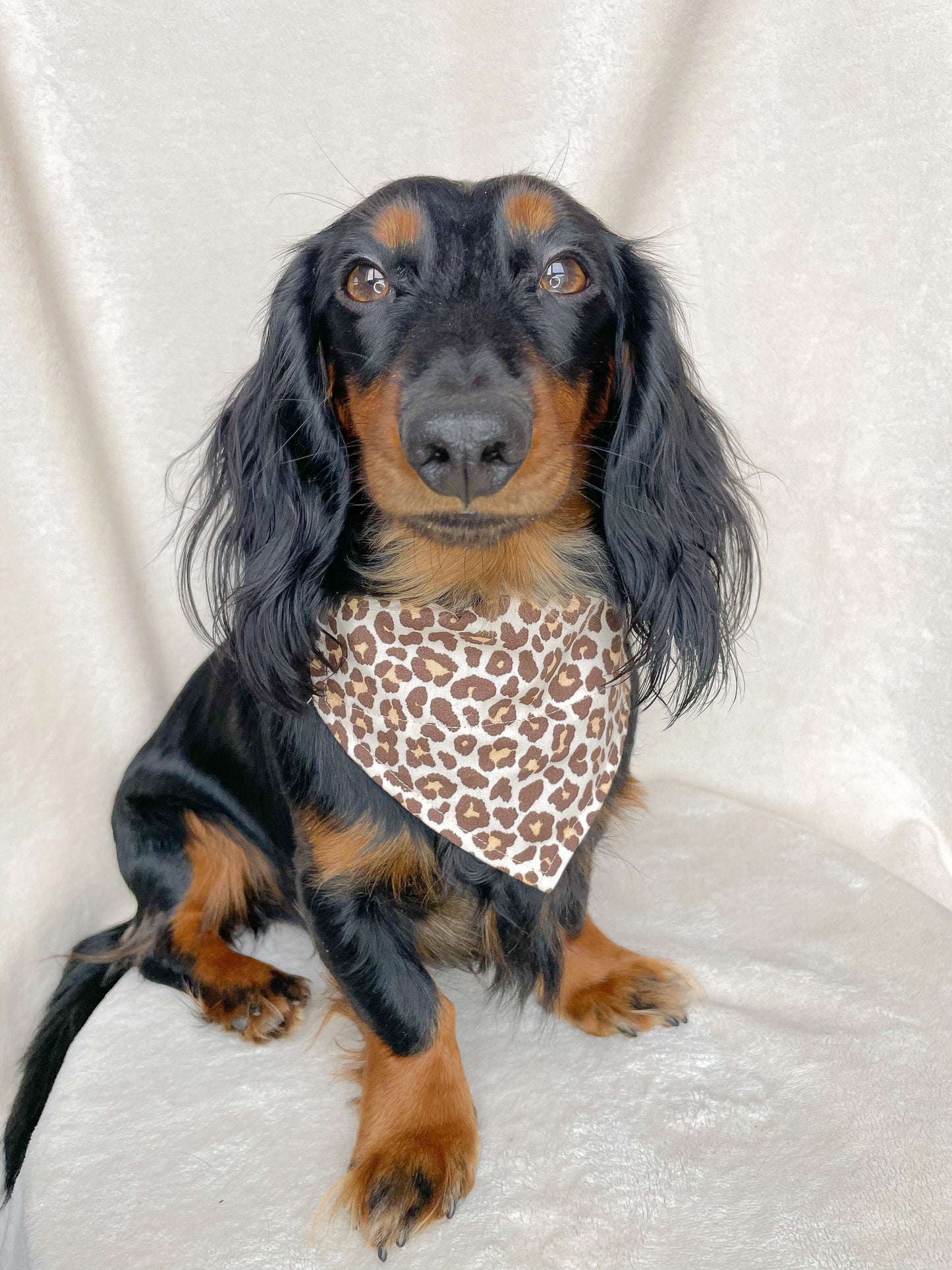 Panther Bandana