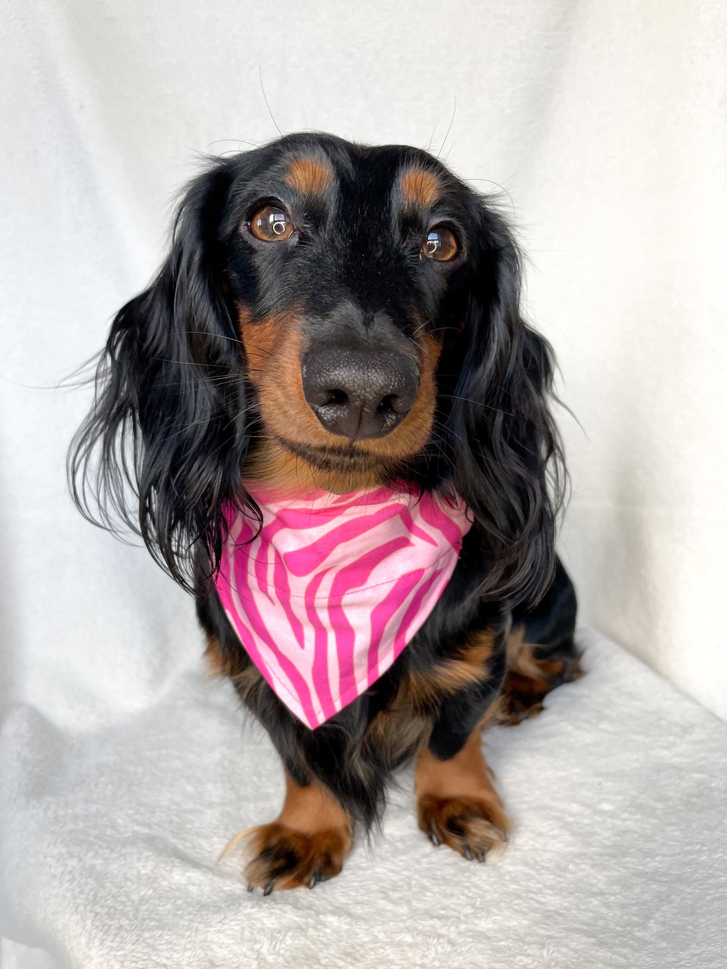 Pink Zebra Bandana