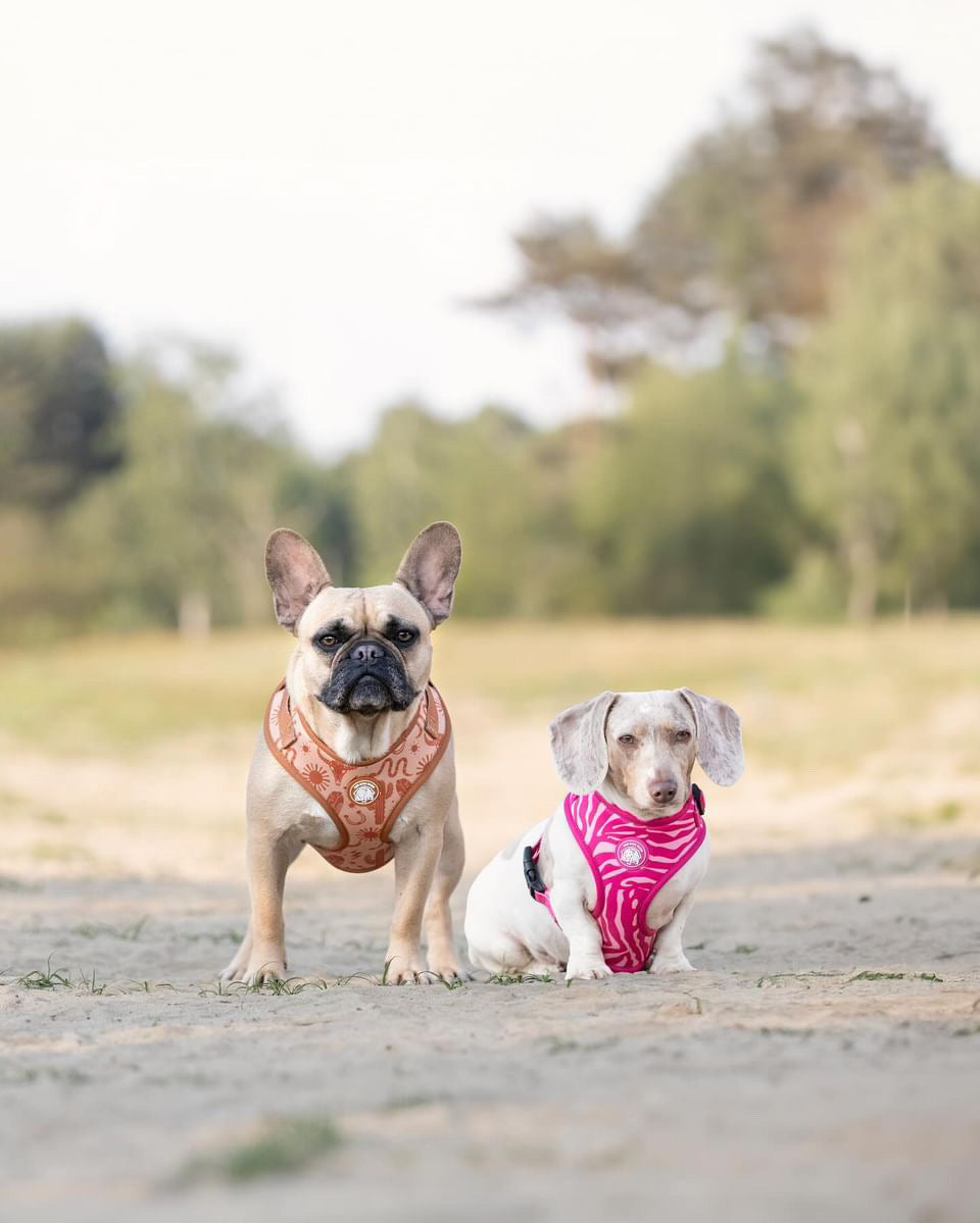 Pink Zebra Harness