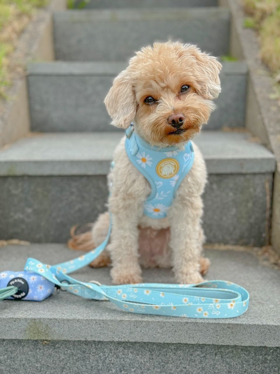 Harnais Fleurs de Printemps