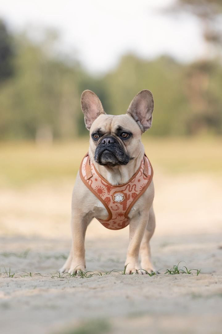 Cowboy Harness