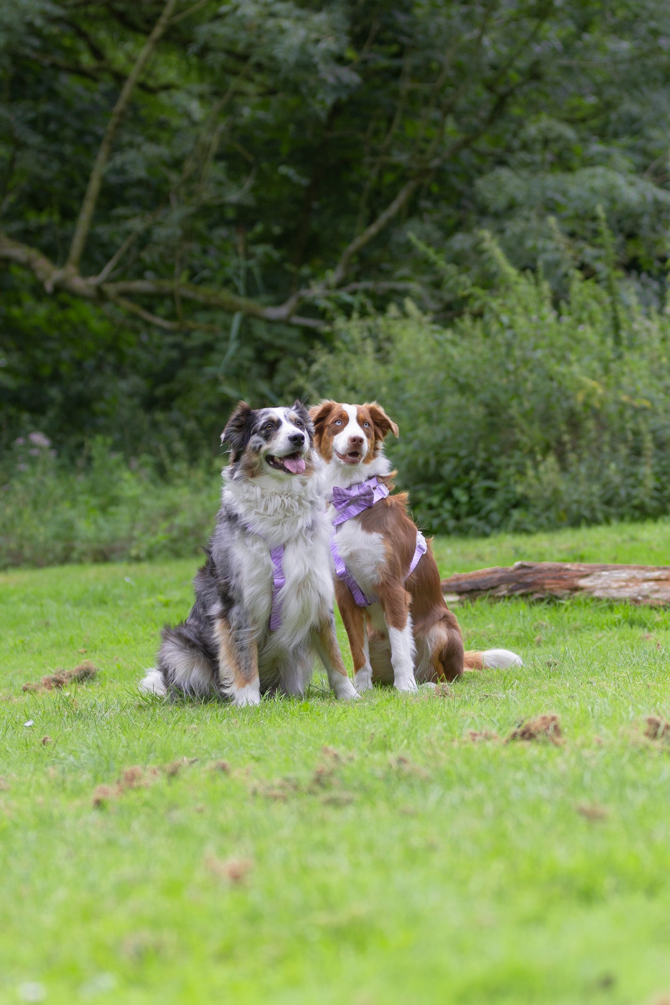 Lila Zebra Strap Harnas