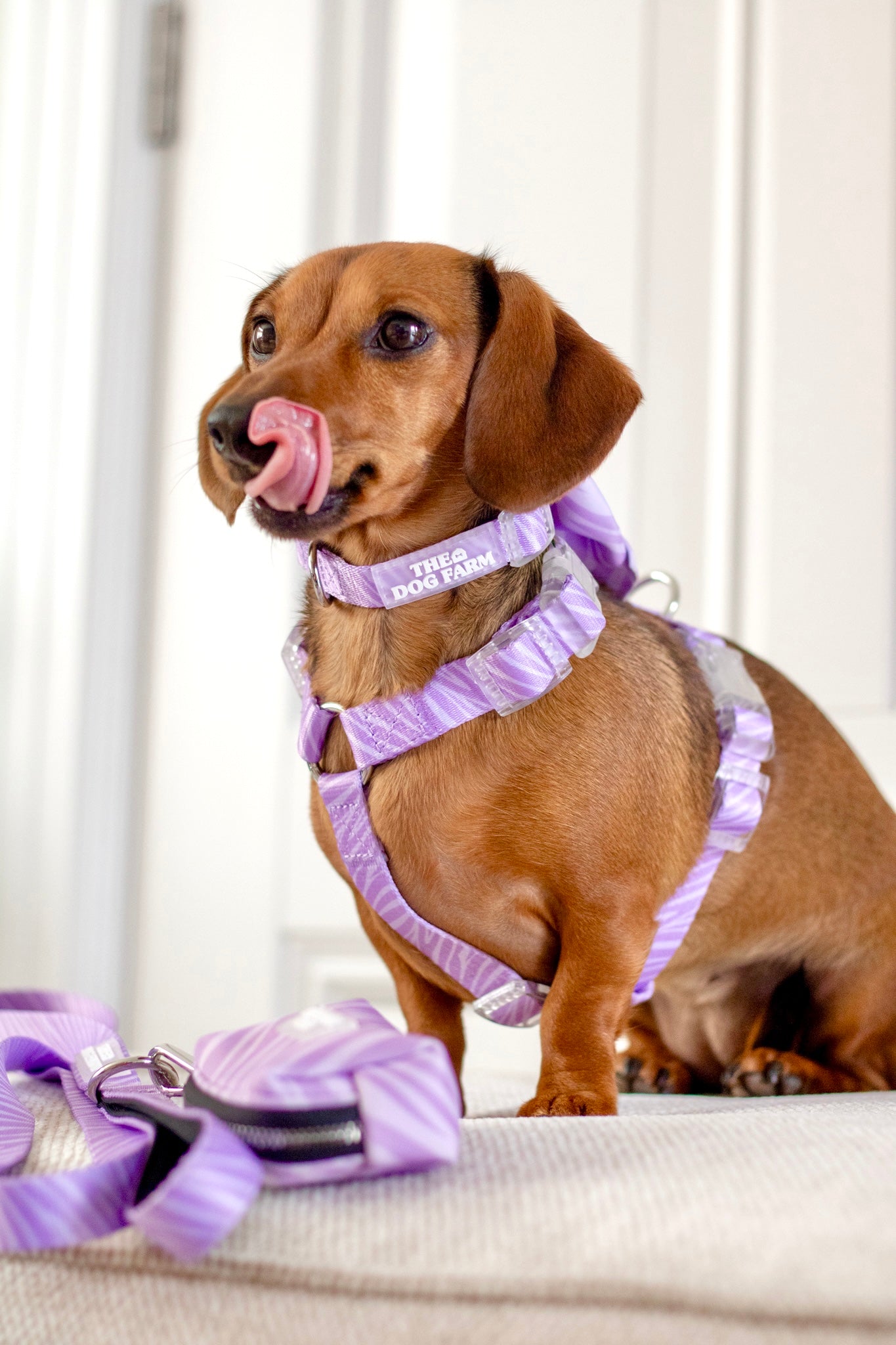 Lila Zebra Strap Harnas