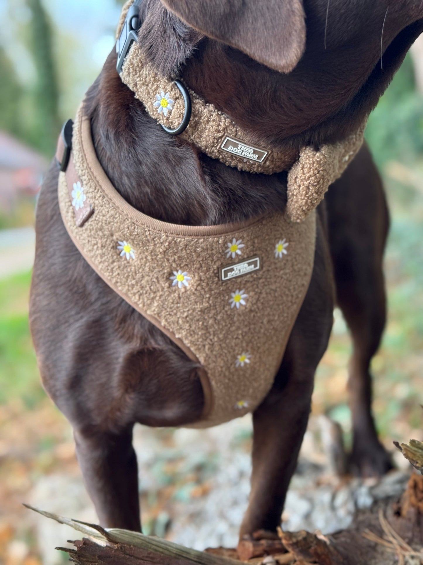 Cozy Flower Halsband