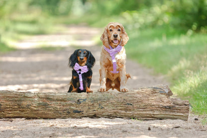 Lila Zebra Strap Harnas