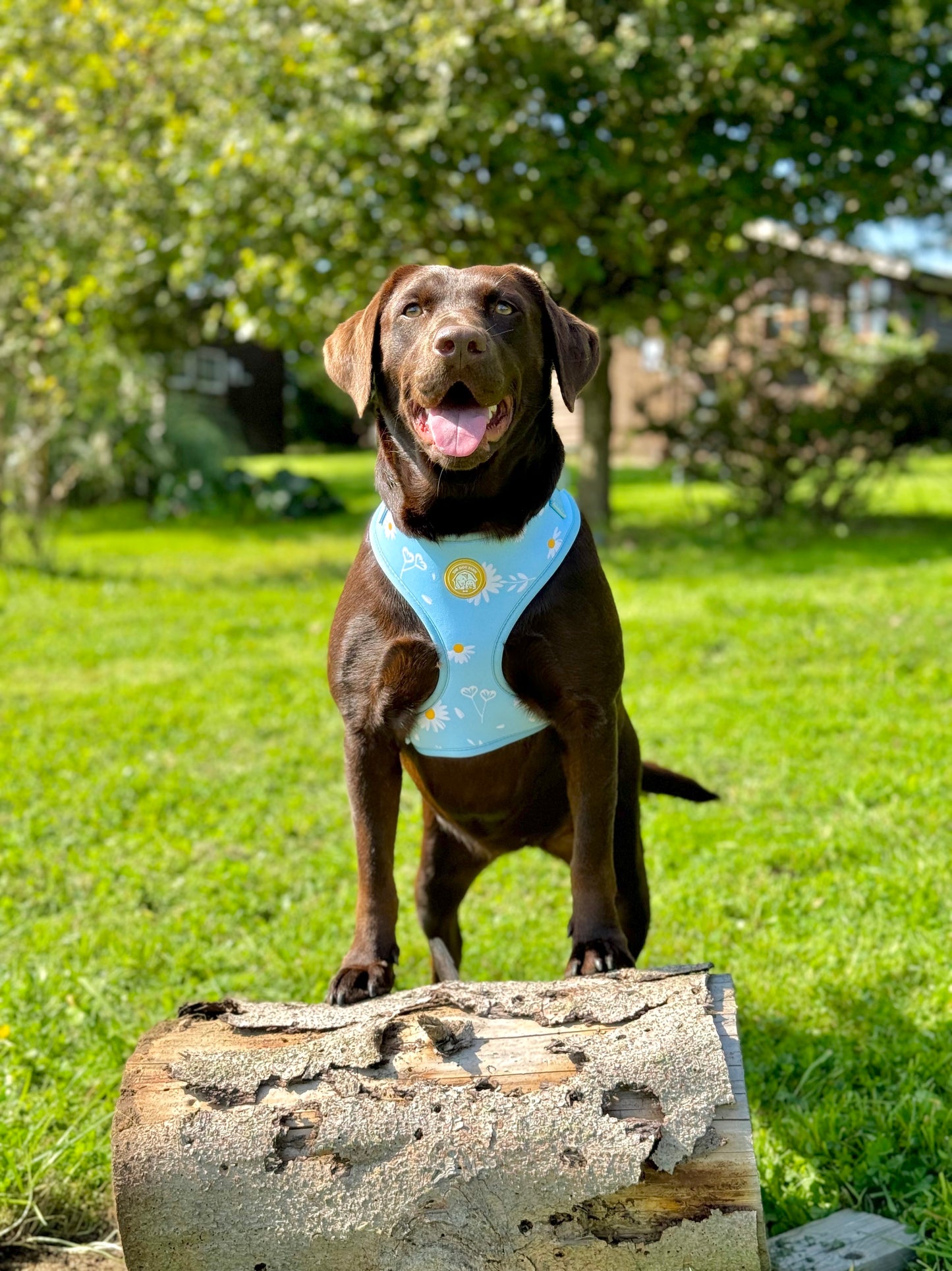 Harnais Fleurs de Printemps