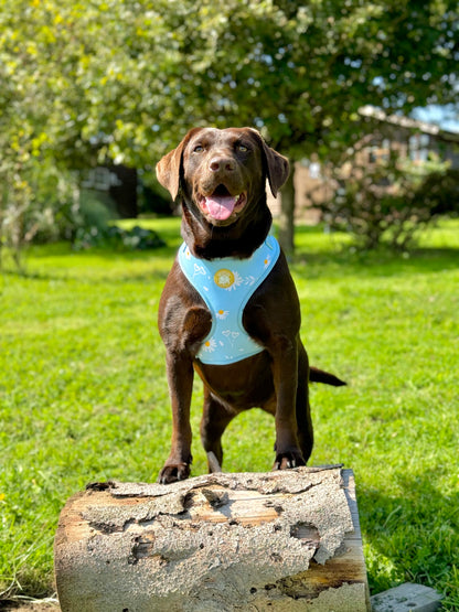 Harnais Fleurs de Printemps