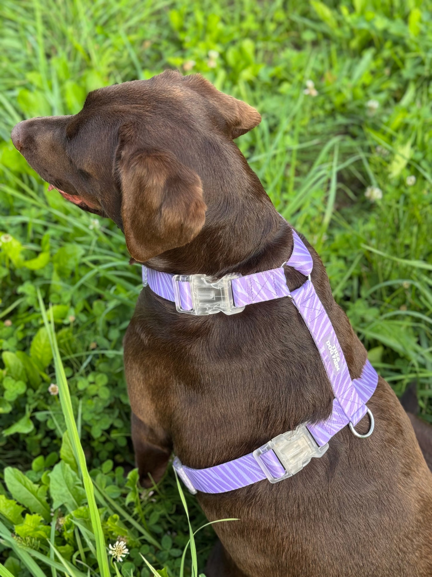 Lila Zebra Strap Harnas