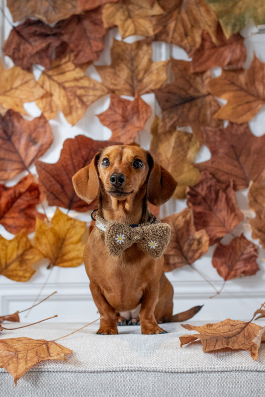 Cozy Flower Halsband