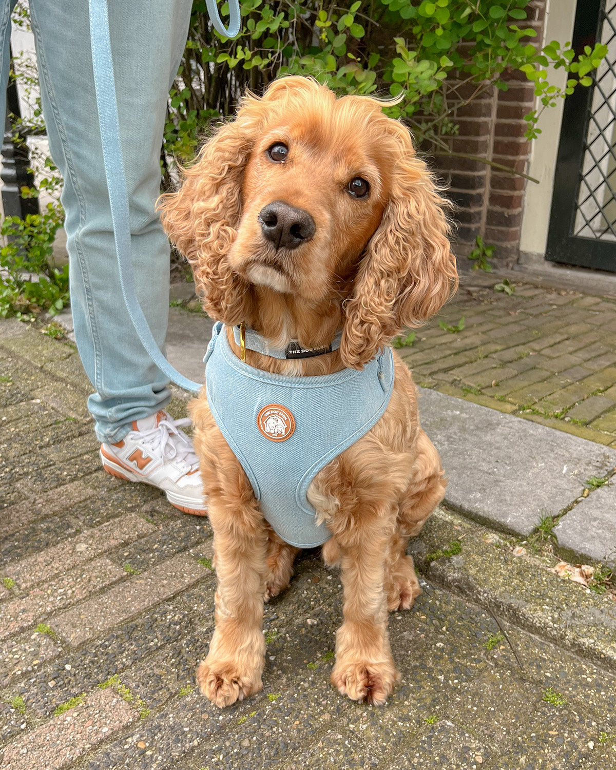 Denim Harness