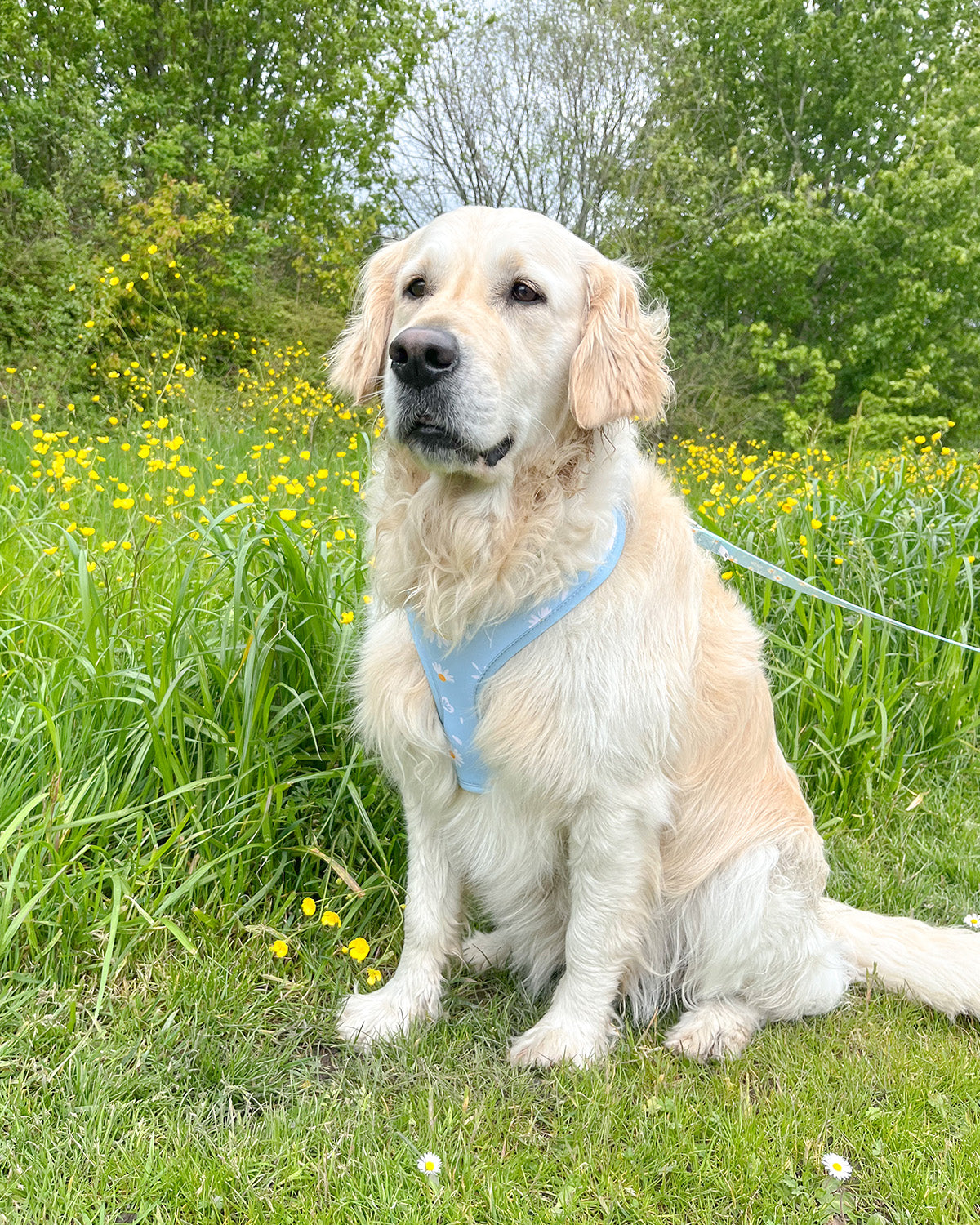 Spring Flowers Harness