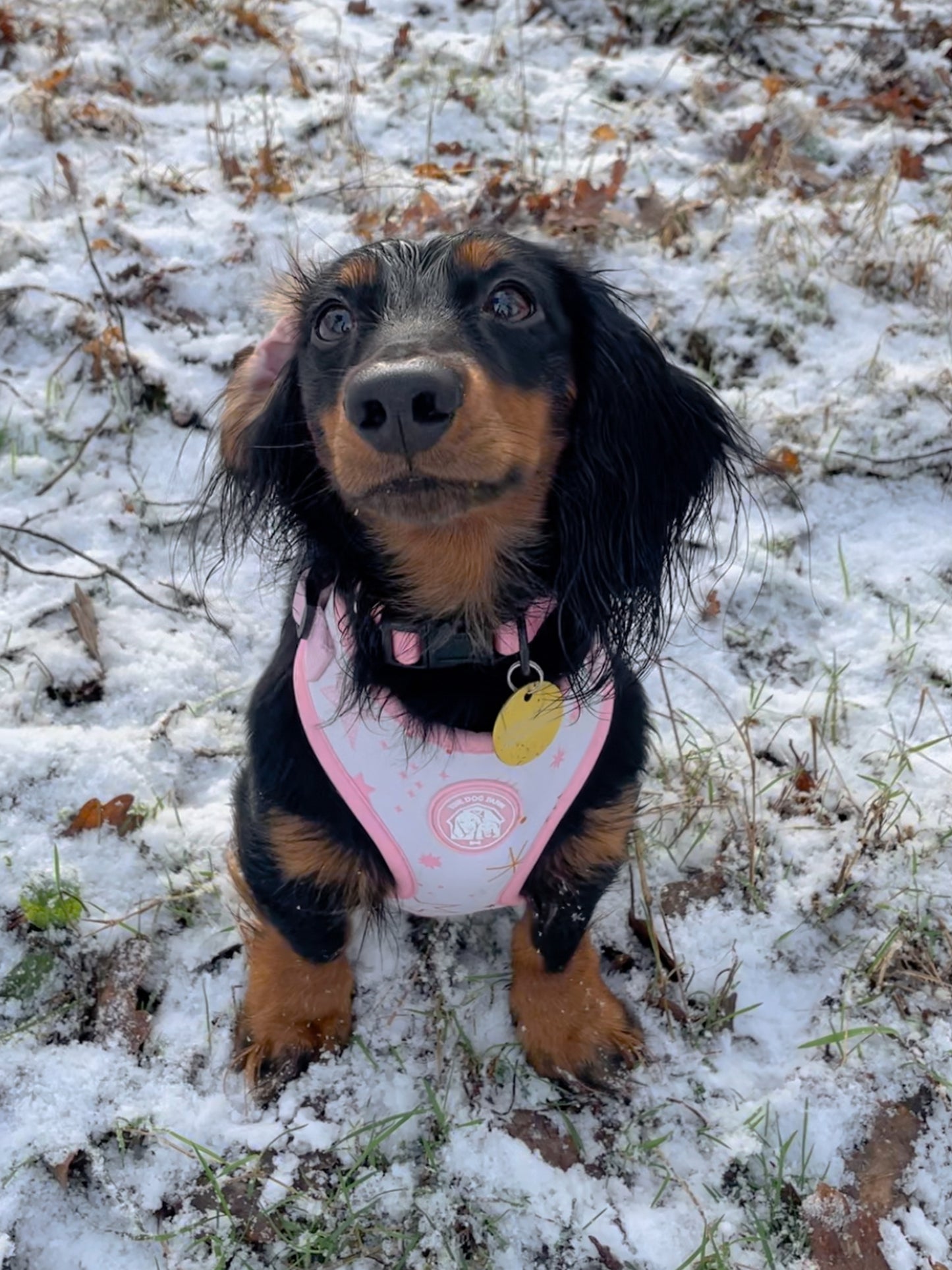 Pink Stars Harness