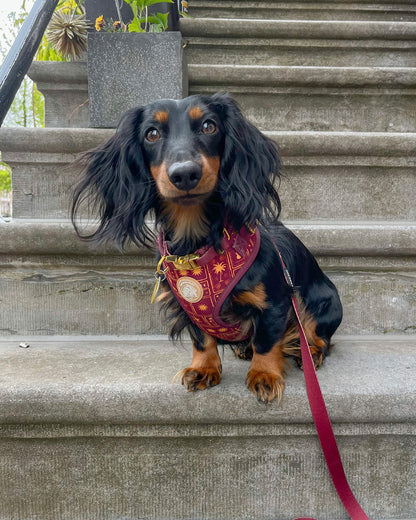 Summer Nights Harness