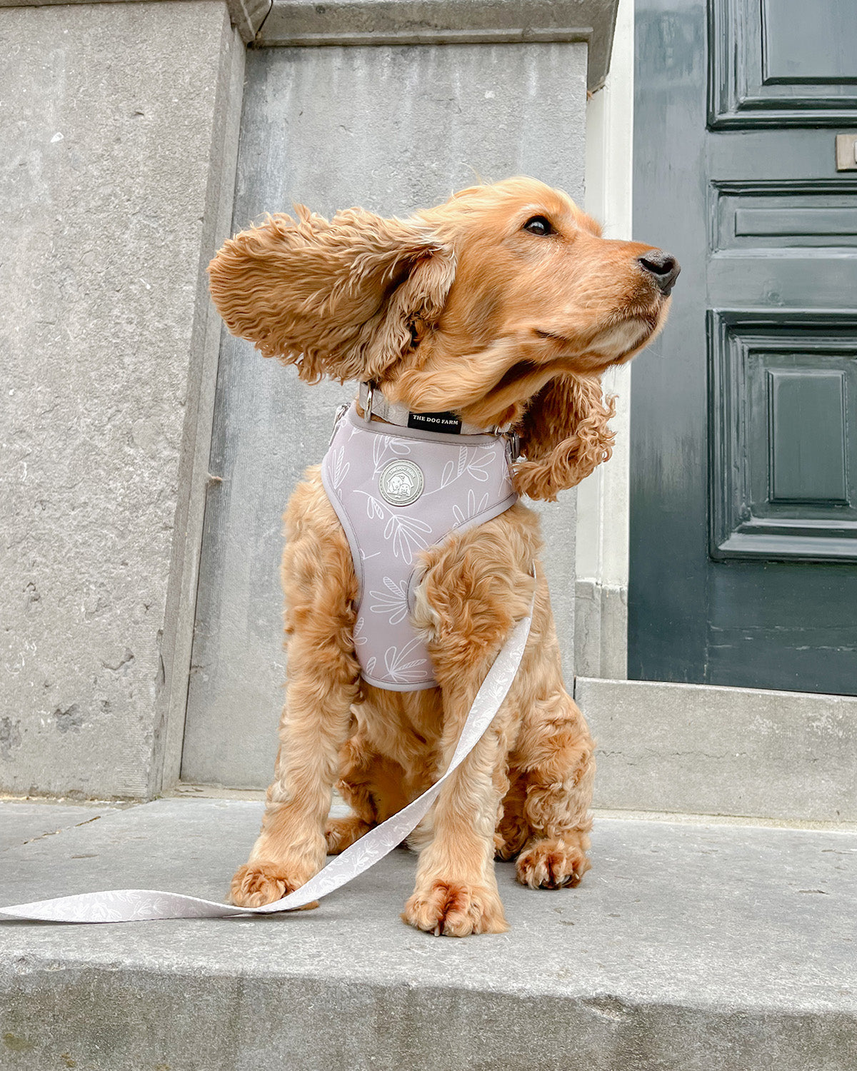 Taupe Harness