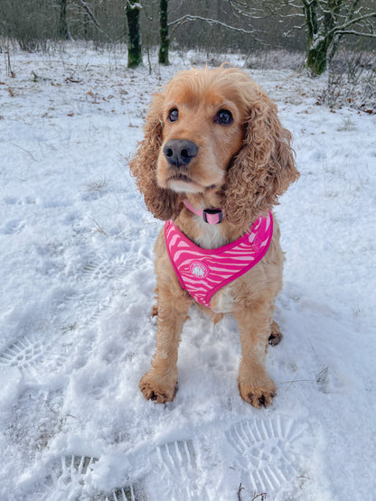 Pink Zebra Harness